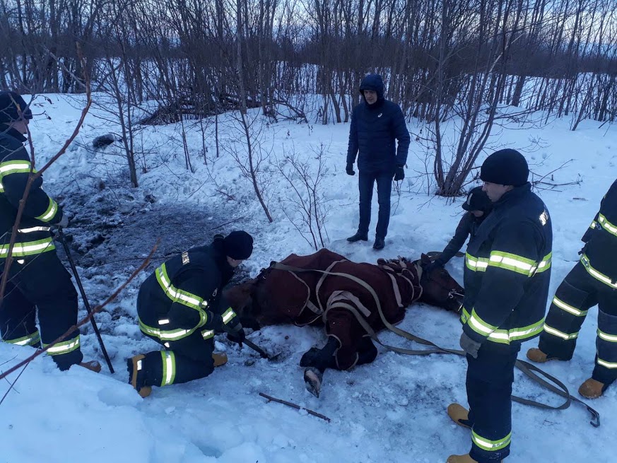 Архангельские спасатели помогли провалившемуся в канаву коню